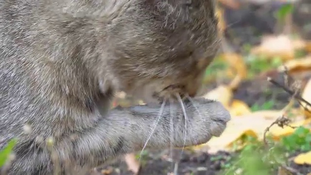 灰猫舔爪子和洗澡视频素材