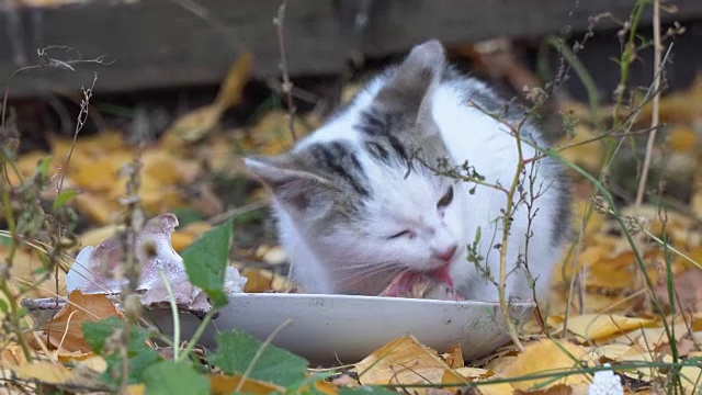 白灰猫在吃它的食物视频素材