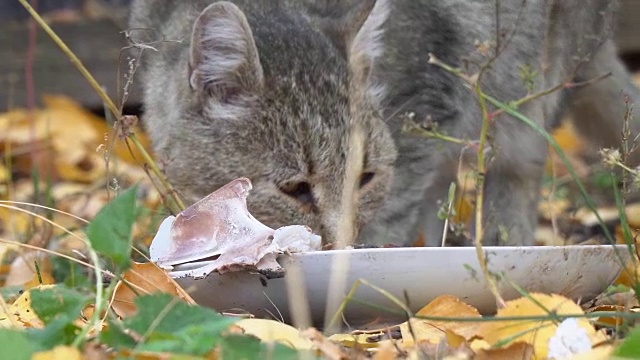 灰猫在吃东西视频素材