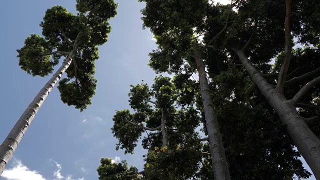 从树木拍摄到建筑阿里亚加大道，芬查尔，马德拉，葡萄牙，大西洋，欧洲视频素材