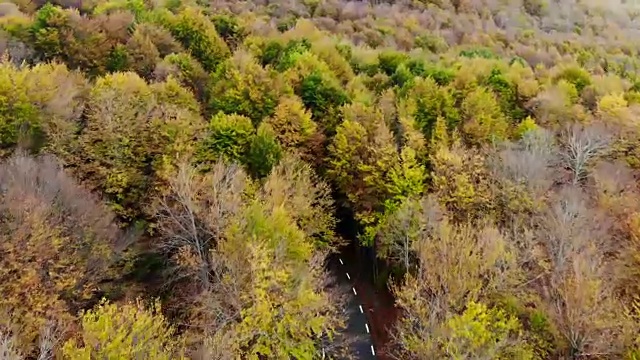 航拍加泰罗尼亚山区秋色斑斓的山毛榉林间令人惊叹的道路。视频素材