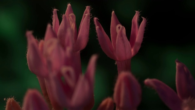 粉红色的花朵视频素材