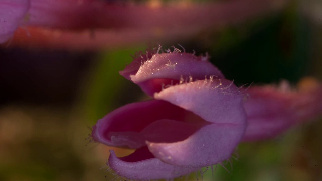 粉红色的花盛开视频素材