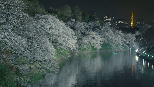 东京塔和千鸟渊樱花绽放视频素材