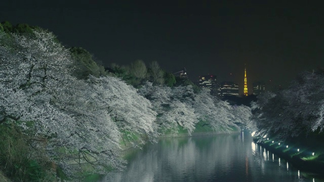 东京塔和千鸟渊樱花绽放视频素材