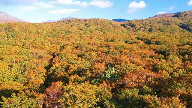 空撮　秋の紅葉视频素材