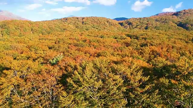 空撮　秋の紅葉视频素材