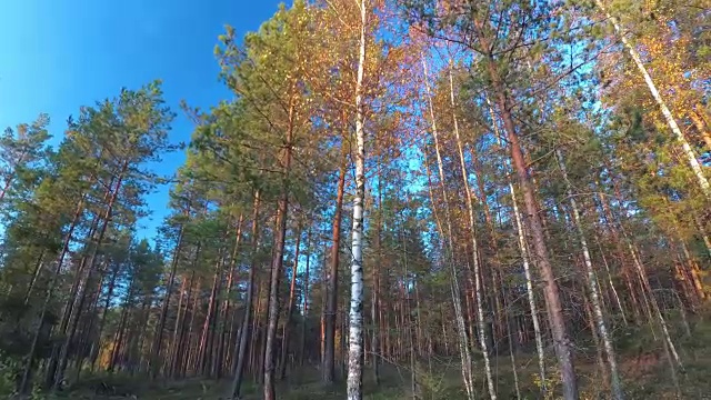 带着摄像机在秋天的森林里散步。视频素材