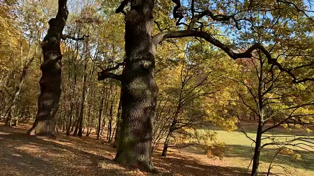 秋天的公园视频素材