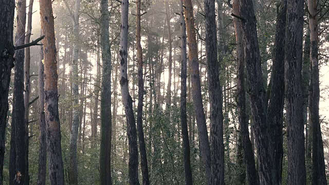 阳光明媚的早晨，松树林。视频素材