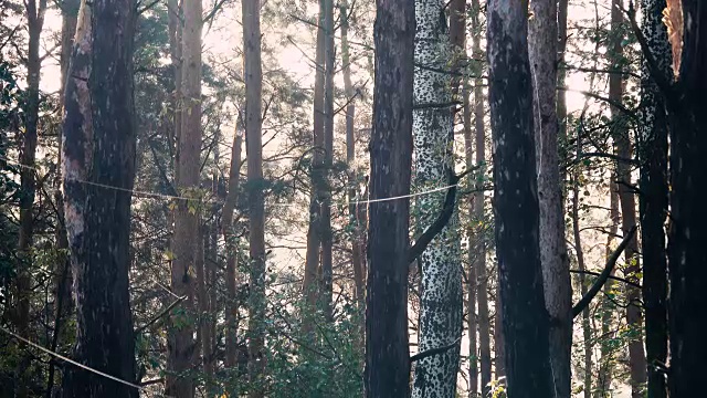 阳光明媚的早晨，松树林。视频素材