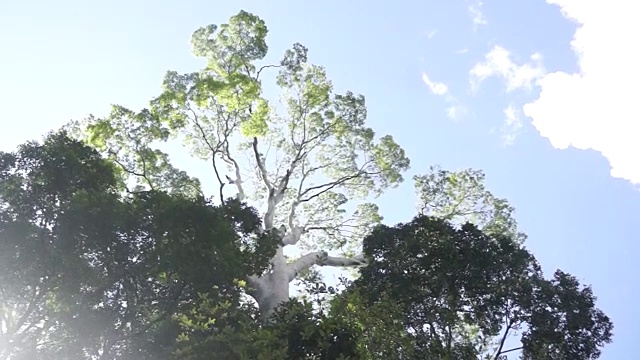 达努姆山谷最高的热带树位于这里视频下载