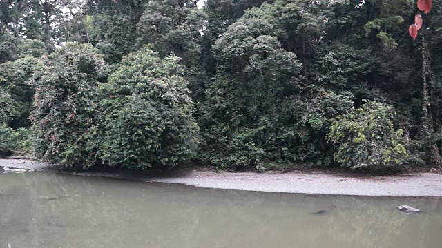 婆罗洲丹奴谷茂密的雨林视频下载