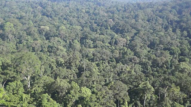 婆罗洲丹奴谷茂密的雨林视频下载