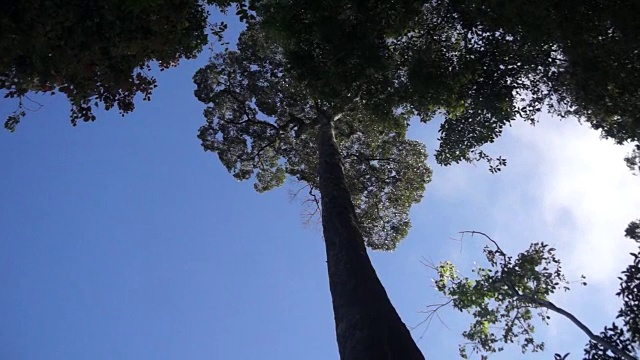 婆罗洲丹奴谷茂密的雨林视频素材