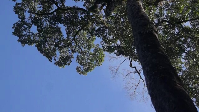 婆罗洲丹奴谷茂密的雨林视频素材