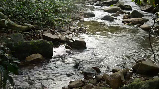 水在森林中流过河流视频素材