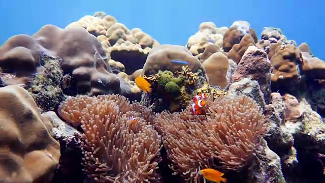 假小丑鱼海葵鱼(Amphiprion ocellaris)在华丽的海葵(Heteractis magnifica)，韩国，泰国视频素材