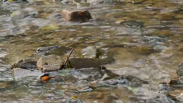 河水在岩石上流动视频素材