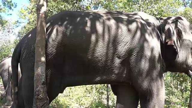 亚洲象视频素材