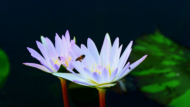 近距离观察莲花上的蜜蜂。视频素材