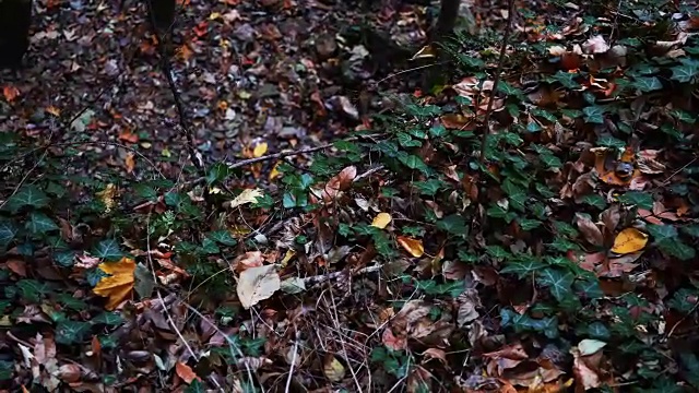 越野赛车手视频素材