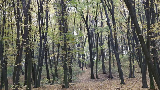 枫叶落在秋天的树林里。漂亮的背景视频素材