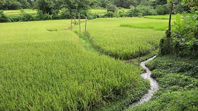 茉莉花稻田视频素材