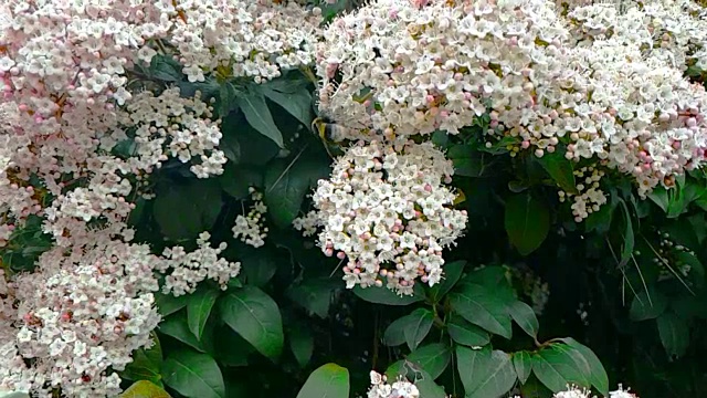 蜜蜂、黄蜂、大黄蜂在花上，慢镜头飞行，近景，为花授粉，春天来了，自然保护可持续性视频素材