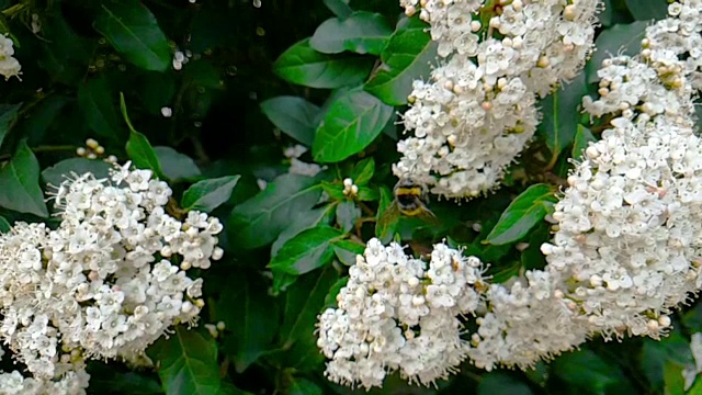 蜜蜂、黄蜂、大黄蜂在花上，慢镜头飞行，近景，为花授粉，春天来了，自然保护可持续性视频素材