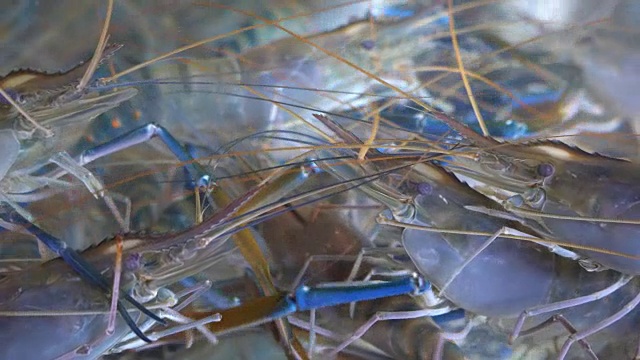 鲜嫩的河虾在玻璃缸中游动视频下载