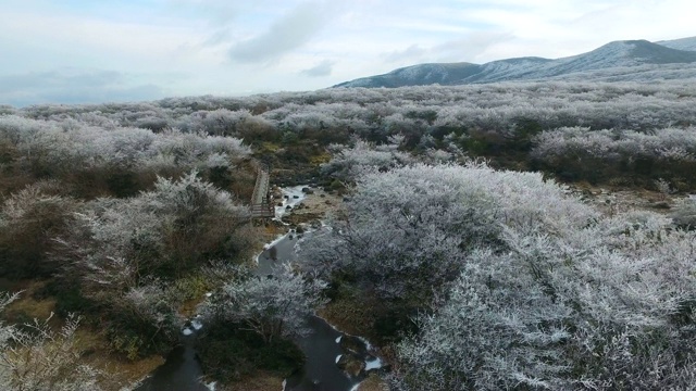 济州岛冬季1100海拔湿地(著名旅游景点)视频素材