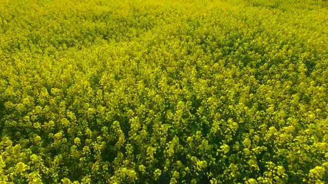 济州岛火山锥前的油菜籽田视频素材