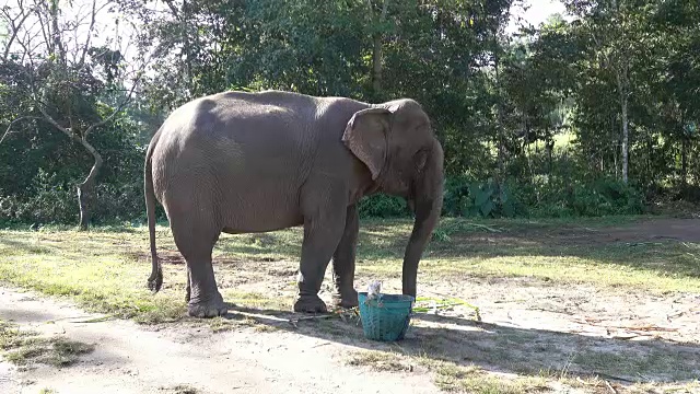 亚洲象视频素材