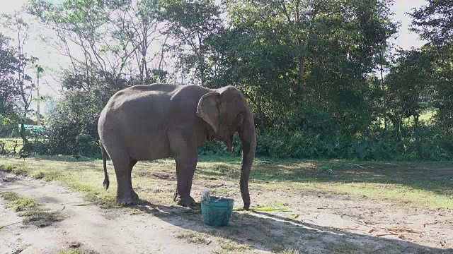 亚洲象视频素材