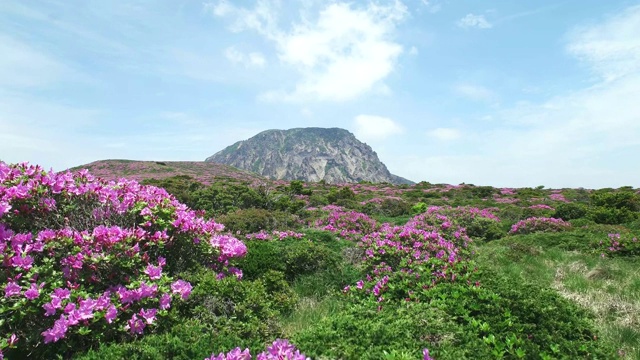 济州岛的Hallasan(韩国最高的山)上的Seonjakjiwat平原视频素材