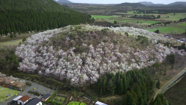 济州岛的一座樱花盛开的小山视频素材