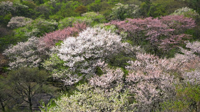 济州岛Hallasan山上的樱桃王(韩国的樱桃树，原产于济州岛)视频素材