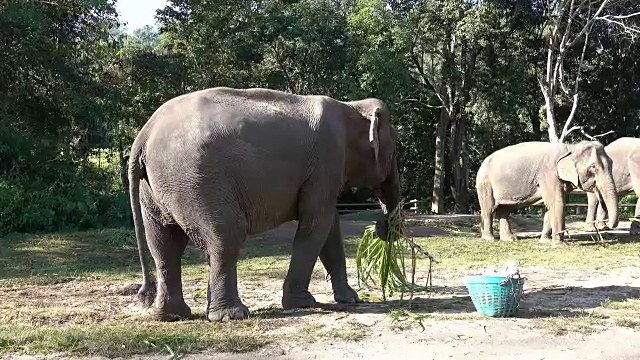 亚洲象视频素材