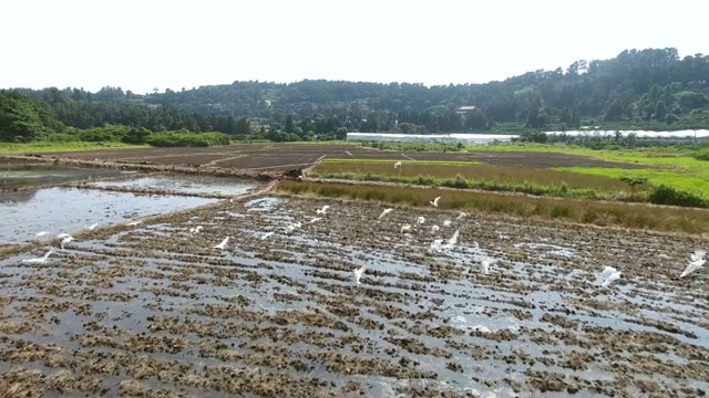 济州岛西浦市稻田上空飞过的鸟儿视频素材