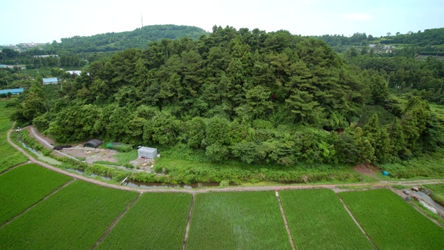 稻田和Boromi Oreum(火山锥)在西浦，济州岛视频素材