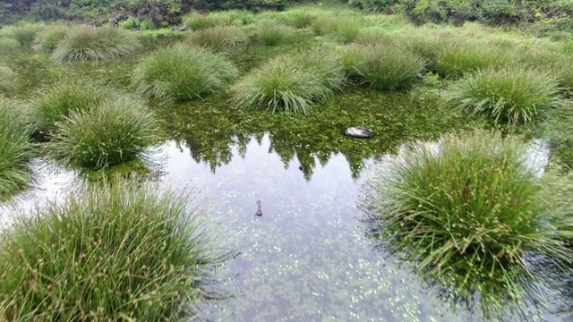 济州岛西浦的Youngari Oreum(火山锥)上的湿地视频素材