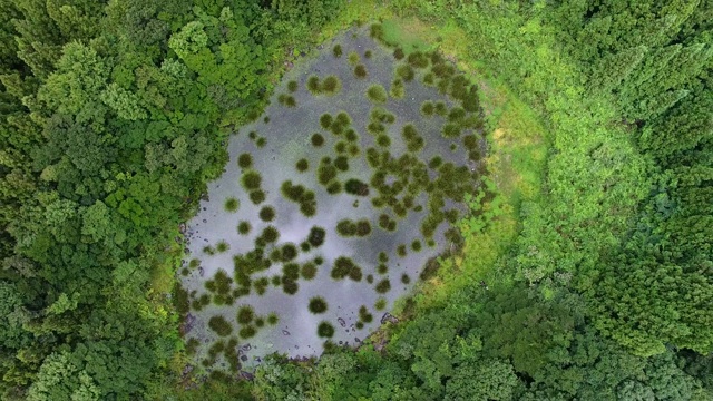 济州岛西浦的Youngari Oreum(火山锥)上的湿地视频素材