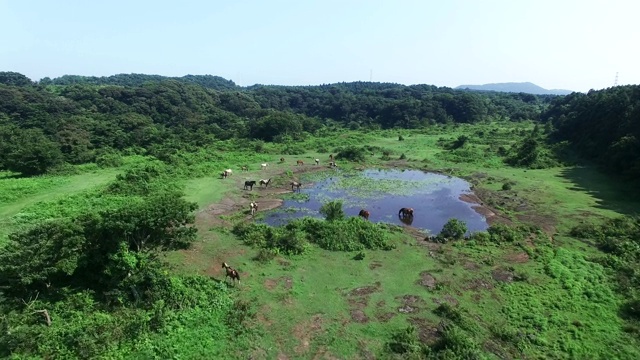 济州岛乌特巴马吉Oreum(火山锥)湿地上的马视频素材