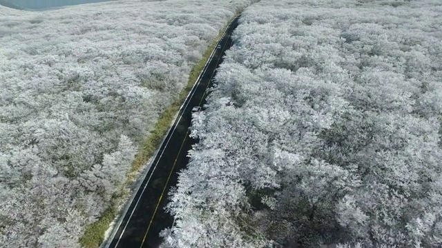 冬季，在济州岛Hallasan(韩国最高的山)森林中间的路视频素材