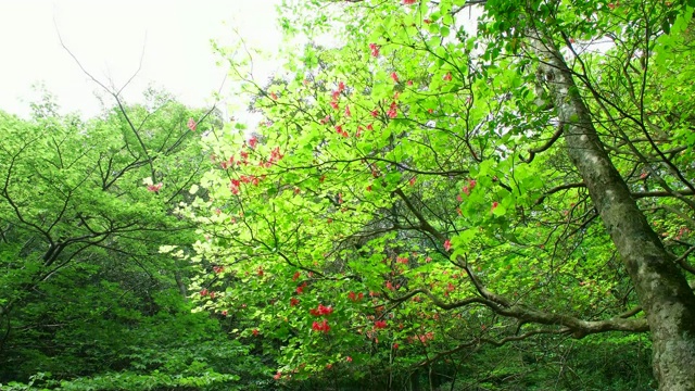 济州岛一棵开红花的杜鹃花视频素材