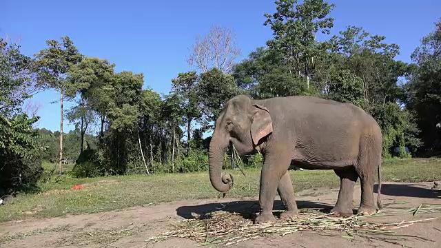 亚洲象视频素材