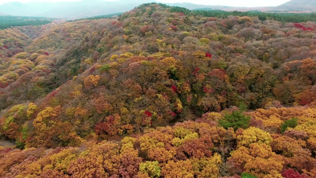 秋日，济州岛Hallasan(韩国最高的山)山顶上的枫树视频素材