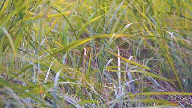 风吹动秋草视频素材