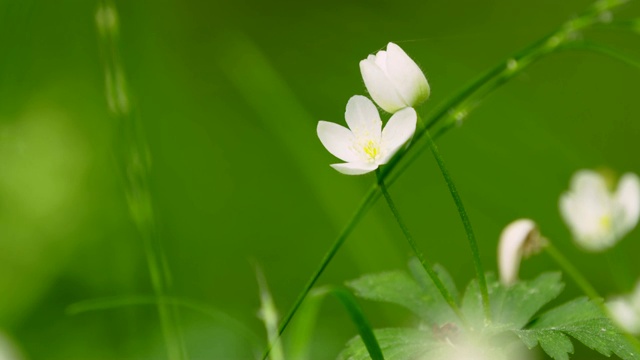 济州岛的花(银莲花)视频素材